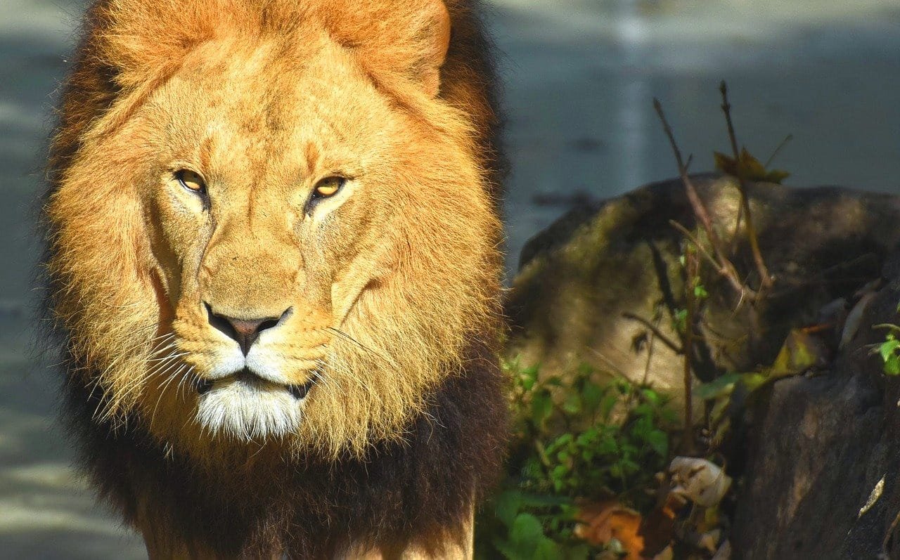 Ascendente en Leo – Descendente en Acuario